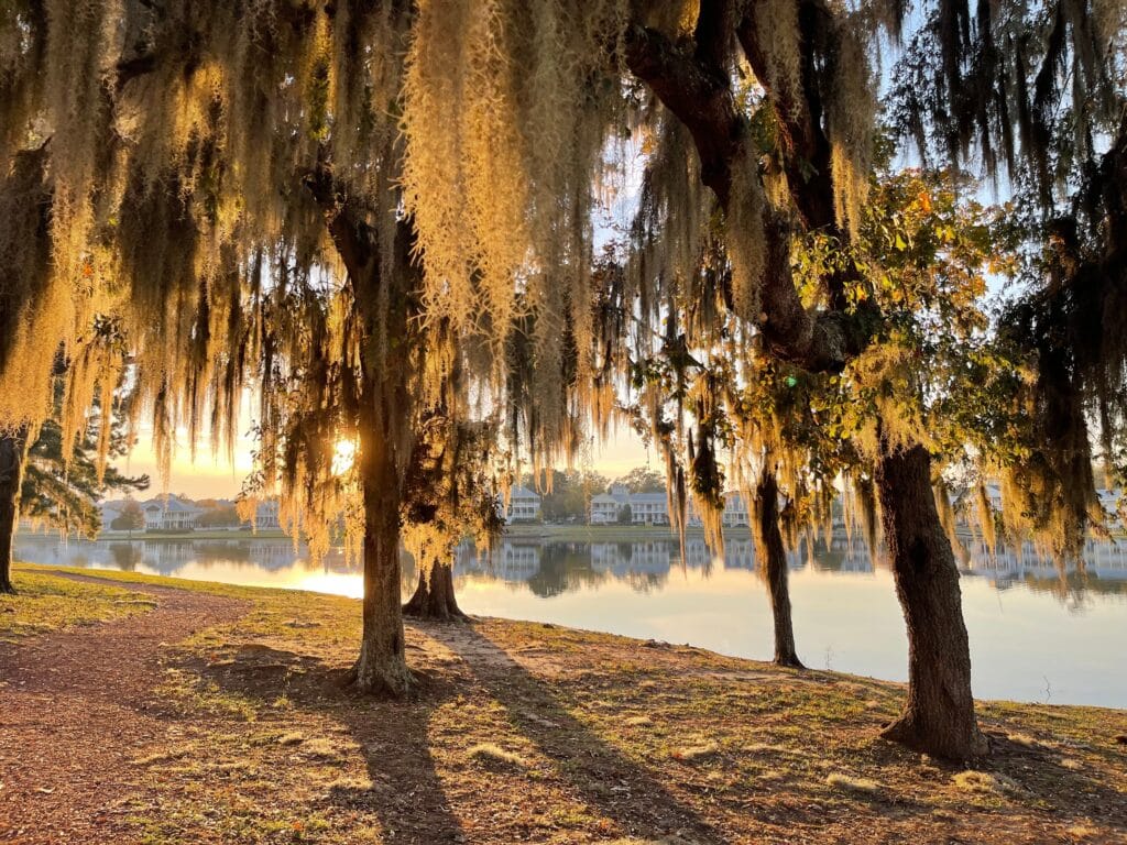Curated visual reference: Picture Idea: Oak Renewal Program